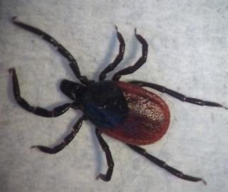 Adult female, Ixodes species tick (can transmit Lyme disease)