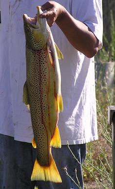 Brown Troup at Lake Solano Putah Creek